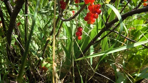 Red currant Stock-Footage 111957879