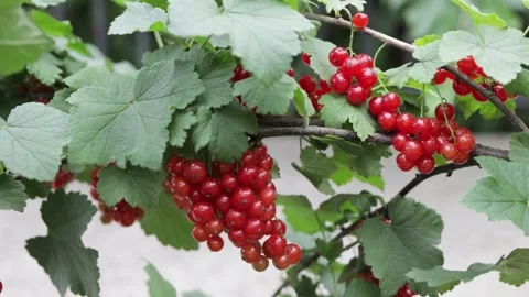 Red Currant Stock Footage 133171566