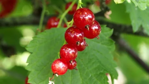 Red currant Stock Footage 157393264