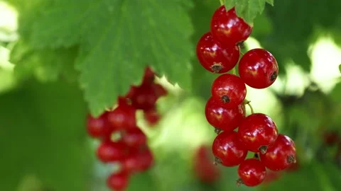 Red currant Stock Footage
