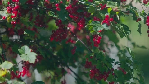 Red currant Stock Footage 312795060