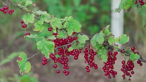 Red currant Stock Footage 316844777