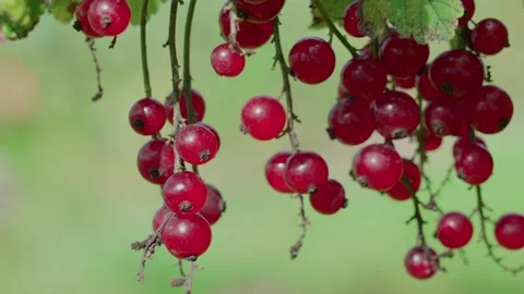 Red currant Stock Footage 316844810
