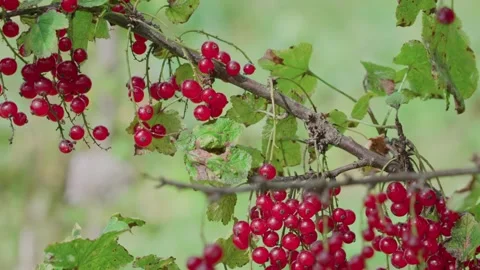 Red currant Stock Footage 316844816