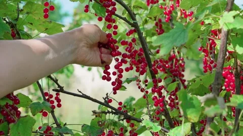 Red currant Stock Footage 316849379
