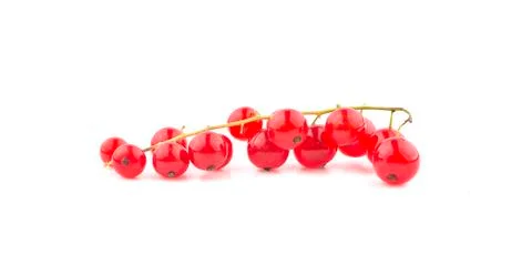 Red currant fruit an isolated on white background Stock Photos