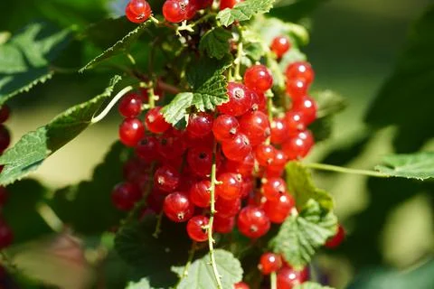 Red currant fruit Stock Photos