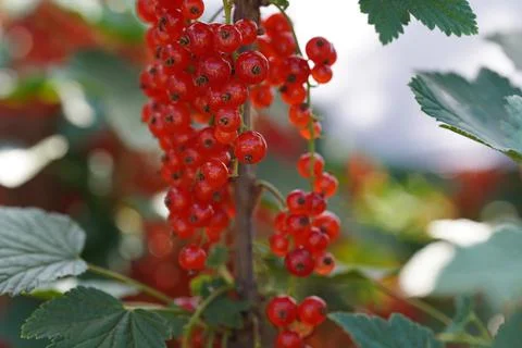 Red currant fruit Stock Photos