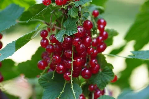 Red currant fruit Stock Photos