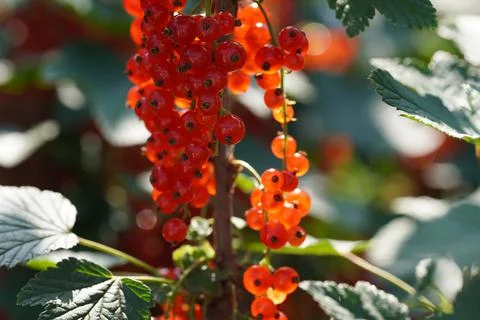 Red currant fruit Stock Photos