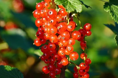 Red currant fruit Stock Photos
