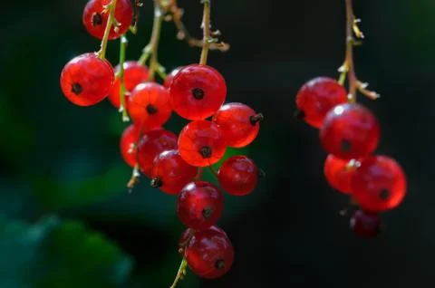 Red Currant fruit on the shrub close up Stock Photos