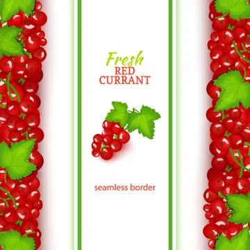 Red currant fruit vertical seamless borders. Vector illustration card Stock Illustration