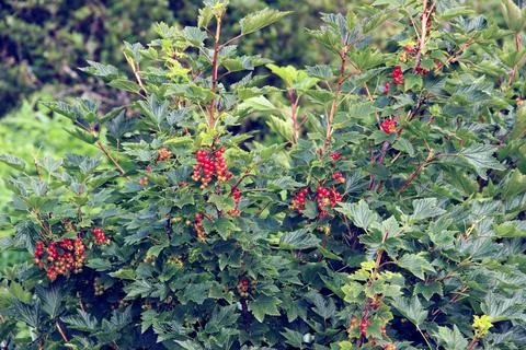Red currant in garden Stock Illustration