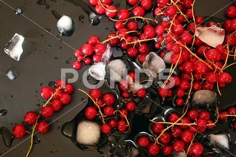 Red currant in glass bowl against black background and thawing cubes of ice Stock Photos