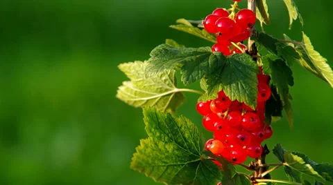 Red currant on a green background Stock Footage 39950219