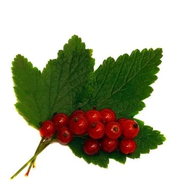 Red currant on a green leaf isolated Stock Photos
