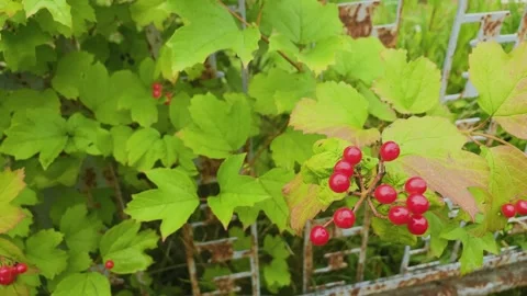 Red currant growing on a bush, close-up Video stock 306163467