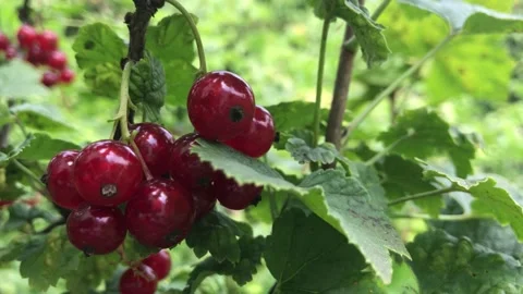Red currant growing on a bush Stock Footage 132268931