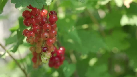 Red currant grows surrounded by green leaves. Stock Footage 197360609