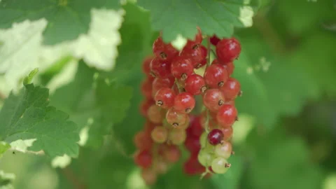 Red currant grows surrounded by green leaves. Stock Footage 197452564