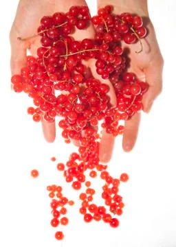 Red currant in the hands falling Stock Photos