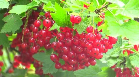 Red currant hanging on branch Stock Footage 66002250