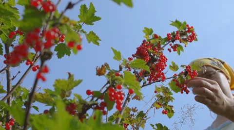 Red currant hanging on the tree. Stock Footage 65792401