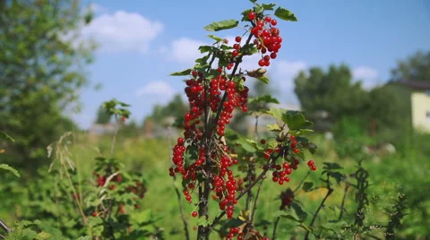 Red currant hanging on the tree. Stock Footage 65793240
