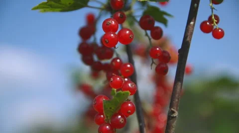 Red currant hanging on the tree. Stock Footage 65794930