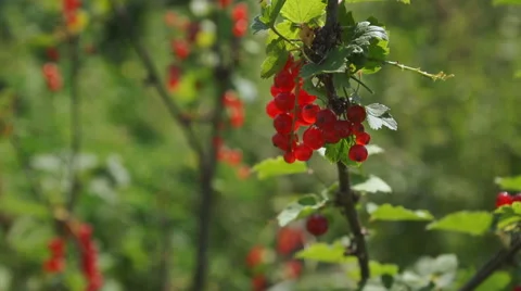 Red currant hanging on the tree. Stock Footage 65795471