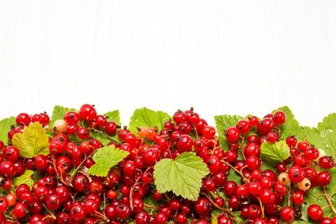 Red currant. The horizontal edge Stock Photos