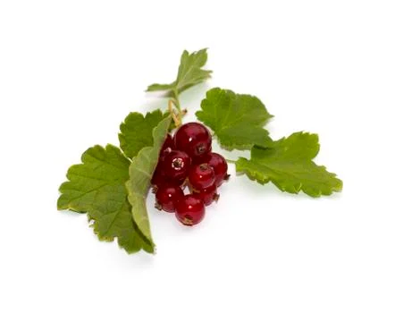 Red currant, isolate Stock Photos