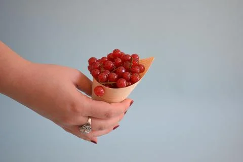 Red currant isolated on blue background Stock Photos