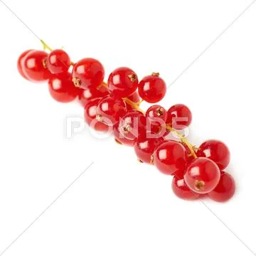 Red Currant isolated over white background Stock Photos