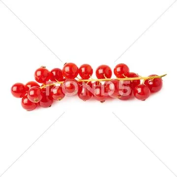 Red Currant isolated over white background Stock Photos