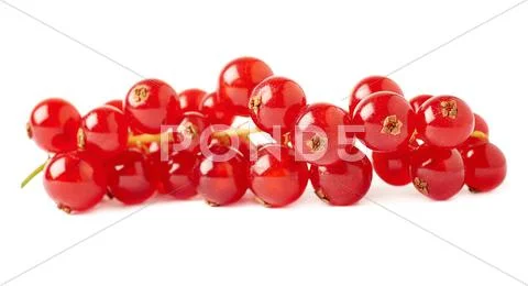 Red Currant isolated over white background Stock Photos