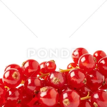 Red Currant isolated over white background Stock Photos
