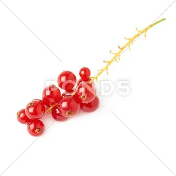 Red Currant isolated over white background Stock Photos