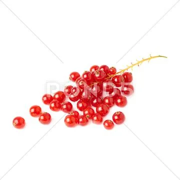 Red Currant isolated over white background Stock Photos