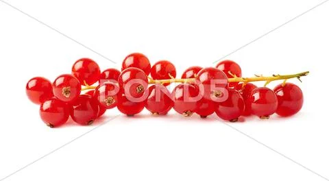 Red Currant isolated over white background Stock Photos