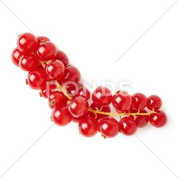 Red Currant isolated over white background Stock Photos