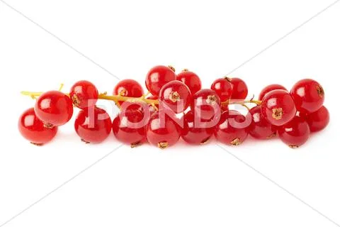 Red Currant isolated over white background Stock Photos