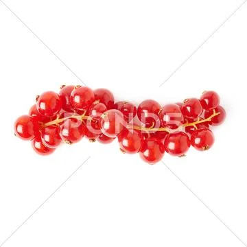 Red Currant isolated over white background Stock Photos