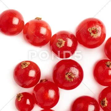 Red Currant isolated over white background Stock Photos