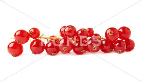 Red Currant isolated over white background Stock Photos