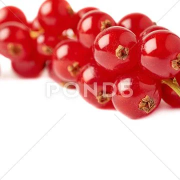 Red Currant isolated over white background Stock Photos