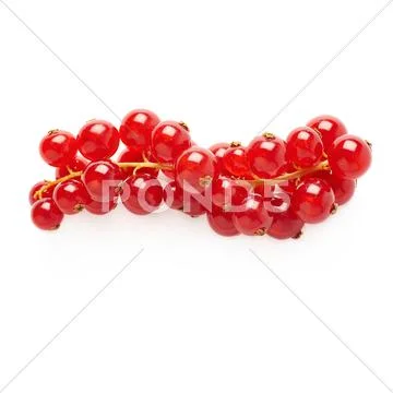 Red Currant isolated over white background Stock Photos