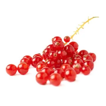 Red Currant isolated over white background Stock Photos