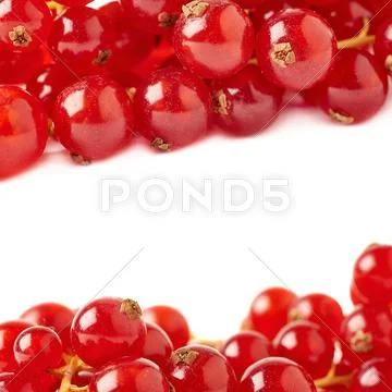 Red Currant isolated over white background Stock Photos